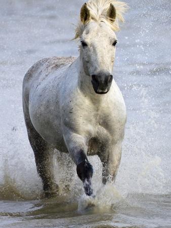 camargue