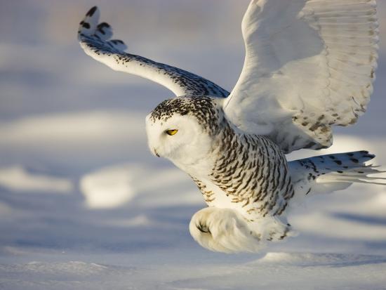 Snowy Owl in Flight Hunting Photographic Print by Theo Allofs at ...