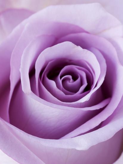 light purple rose photographic