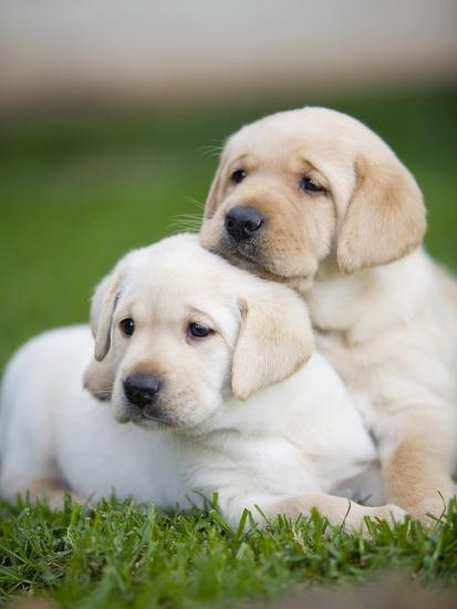 Yellow Labrador Retriever Puppies Photographic Print By Ron Yellow Labrador Retriever Puppies