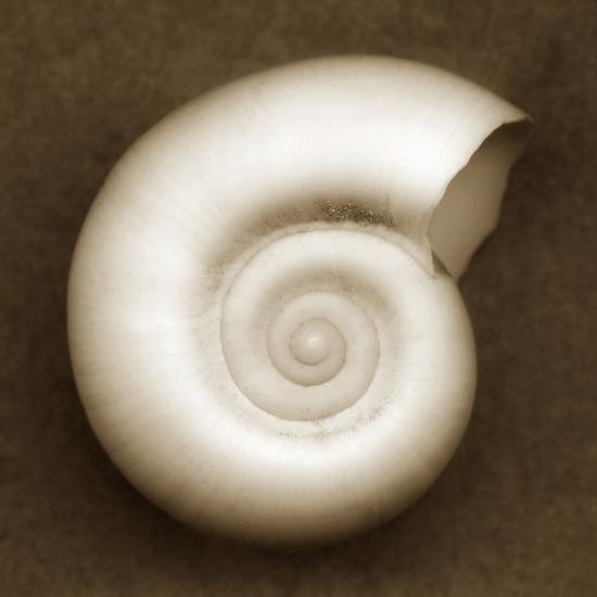 �White Spiral Shell� Photographic Print John Kuss