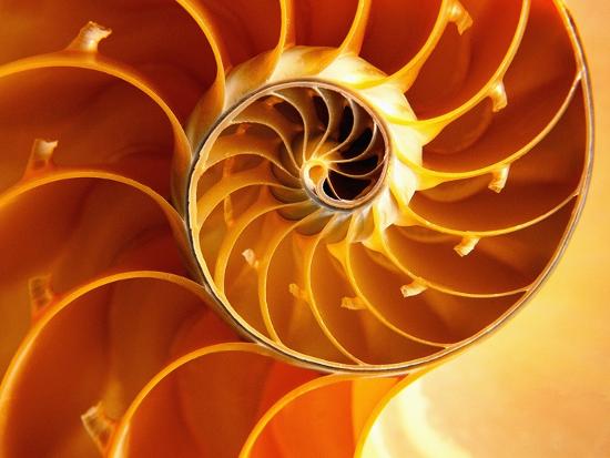 Cross Section Of Chambered Nautilus Shell Photographic Print Robert Marien Allposters Com