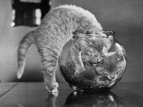 'Kittens in a Fish Bowl' Photographic Print