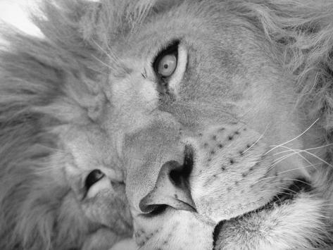 Lion S Face