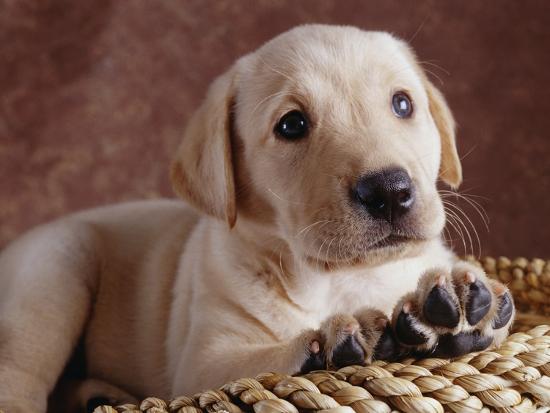 yellow lab puppy in