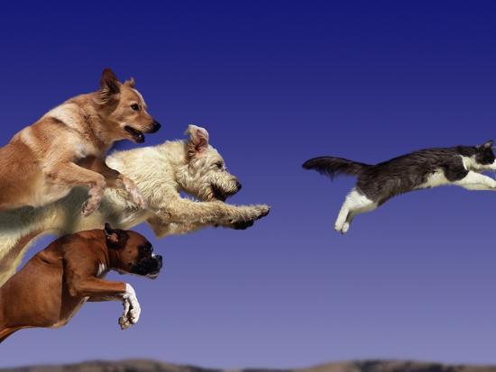 'Dogs Chasing Cat' Photographic Print - Tim Davis | AllPosters.com