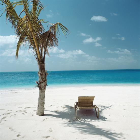 palm tree and beach