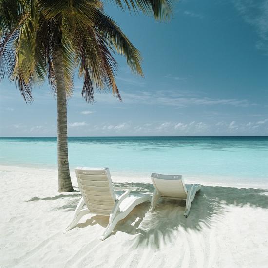 palm tree and beach