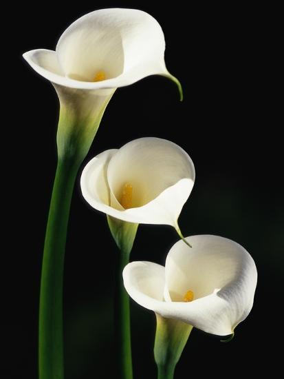 Three White Calla Lilies Photographic Print Darrell Gulin Three White Calla Lilies Photographic