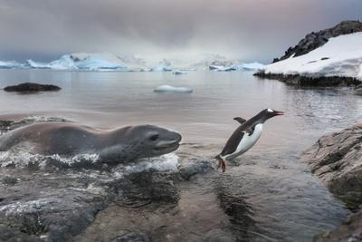 'Leopard Seal Hunting Gentoo Penguin, Antarctica' Photographic Print