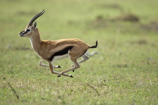 Running Thomson S Gazelle Photographic Print Allposters Com