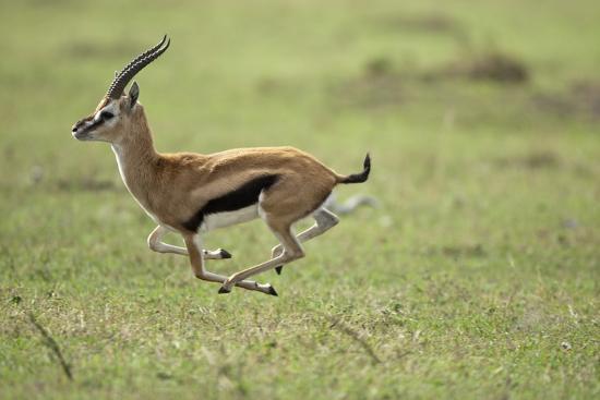 Running Thomson S Gazelle Photographic Print Allposters Com Running Thomson S Gazelle Photographic Print Allposters Com