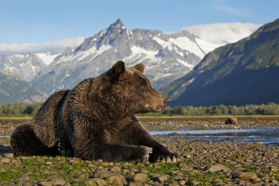 'Brown Bear, Katmai National Park, Alaska' Photographic Print - Paul