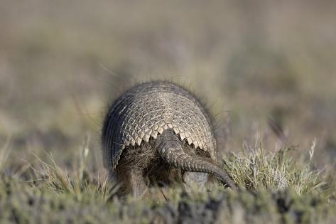 Armadillo in Patagonia, Argentina Photographic Print by Paul Souders at ...