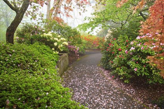 Spring Flowers In Crystal Springs Rhododendron Garden Portland
