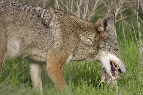 Coyote Eating Prey Photographic Print by Hal Beral at