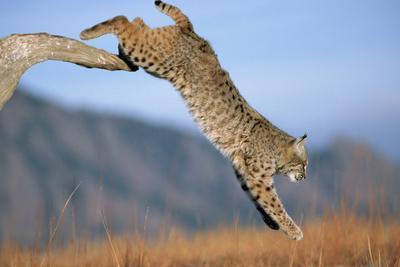 jumping bobcat branch print photographic