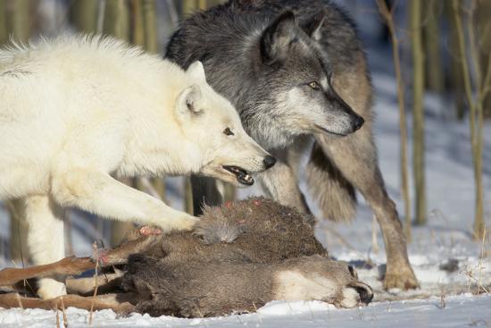 'Pair of Gray Wolves Eating Mule Deer' Photographic Print - W. Perry