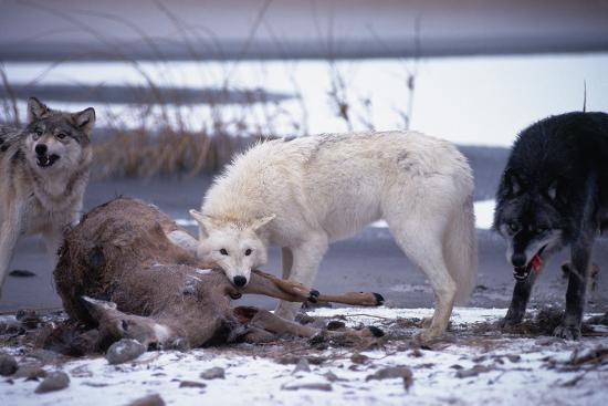 'Wolf Pack Eating Deer Carcass' Photographic Print - W. Perry Conway