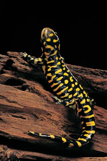 'Ambystoma Tigrinum Tigrinum (Tiger Salamander)' Photographic Print