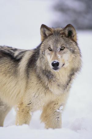 'Gray Wolf in Snow' Photographic Print - DLILLC | AllPosters.com