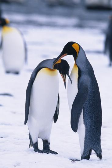  King Penguin Scratching Another Penguin s Neck Photographic Print DLILLC AllPosters
