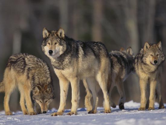 'Gray Wolf Pack in Snow' Photographic Print - DLILLC | AllPosters.com