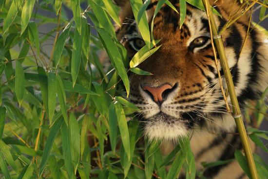  Tiger  Sitting among Bamboo  Leaves Photographic Print 