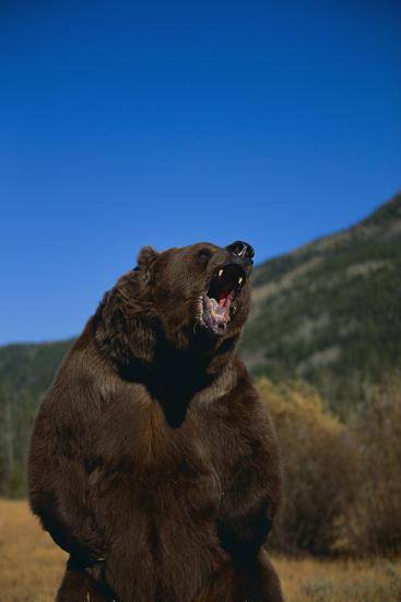 'Roaring Grizzly Bear' Photographic Print - DLILLC | AllPosters.com