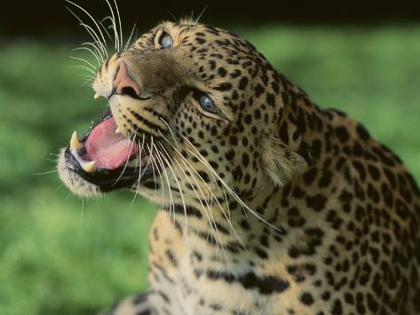 leopard growl