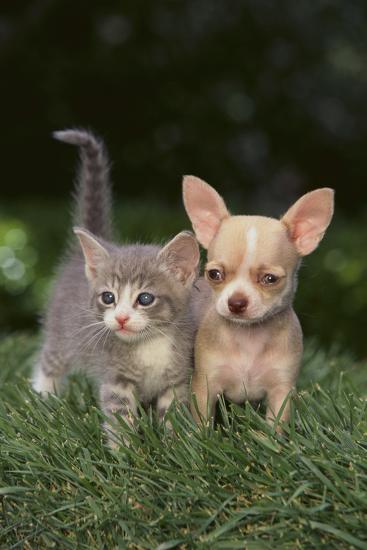 chihuahua puppy and a