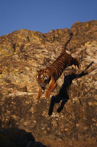 'Bengal Tiger Jumping from Rock' Photographic Print DLILLC