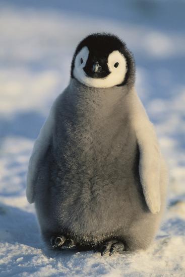 Baby Emperor Penguin Photographic Print Dlillc Allposters Com Baby Emperor Penguin Photographic Print Dlillc Allposters Com