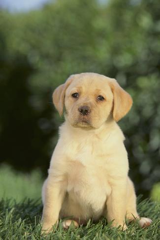 golden retriever mix labrador puppies