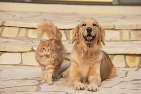 golden retriever and cats