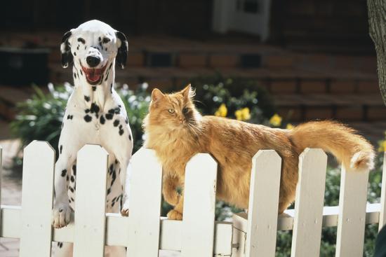 Dalmatian And Long Haired Cat Photographic Print By Dlillc At