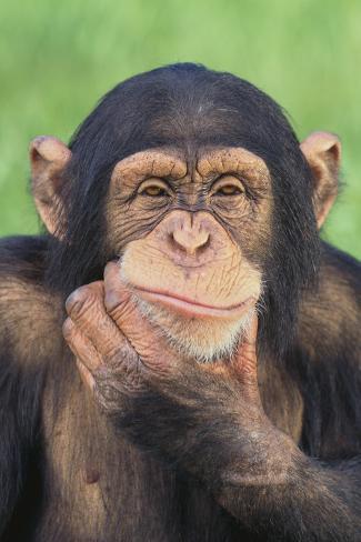 smiling chimpanzee smiling chimpanzee