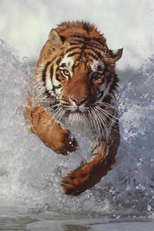 Tiger Running Through Water Photographic Print Dlillc Allposters Com