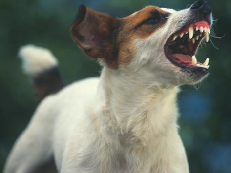 jack russell terrier barking