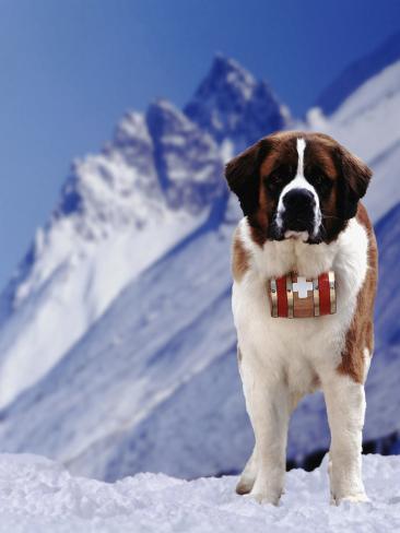 st bernard barrel
