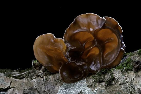 Auricularia Auricula Judae Jew S Ear Wood Ear Jelly Ear Judah S Ear Photographic Print Paul Starosta Allposters Com