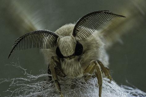 bombyx mori bombyx mori