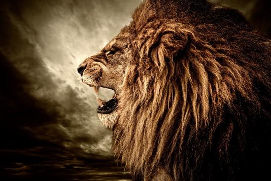 roaring lion against stormy sky photographic print by nejron photo