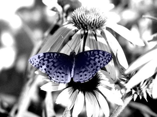Black And White Butterfly Photographic Print By Jenn Gaylord At