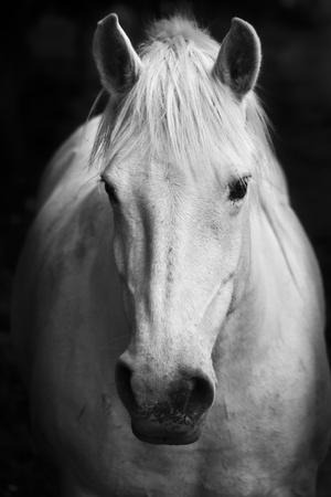 'White Horse'S Black And White Art Portrait' Photographic Print - kasto