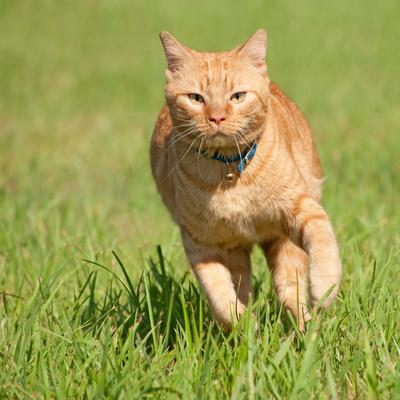 domestic cat running speed