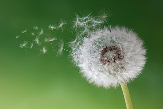 Dandelion Seeds In The Morning Mist Blowing Away Across A Fresh Green floating-seeds-of-thistle-stock-photo-alamy