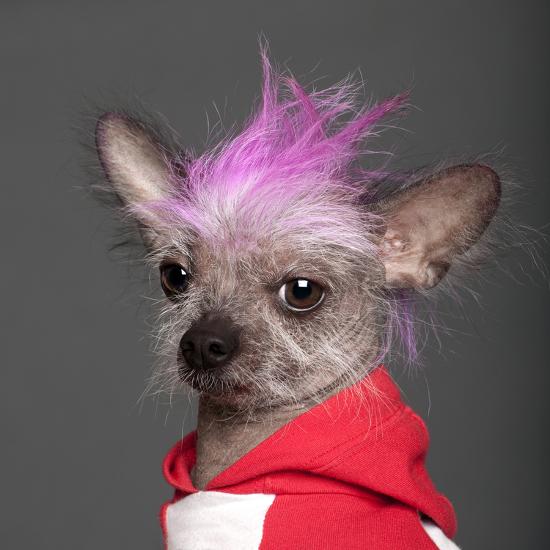 'CloseUp Of Chinese Crested Dog With Pink Mohawk, 4 Years Old, In