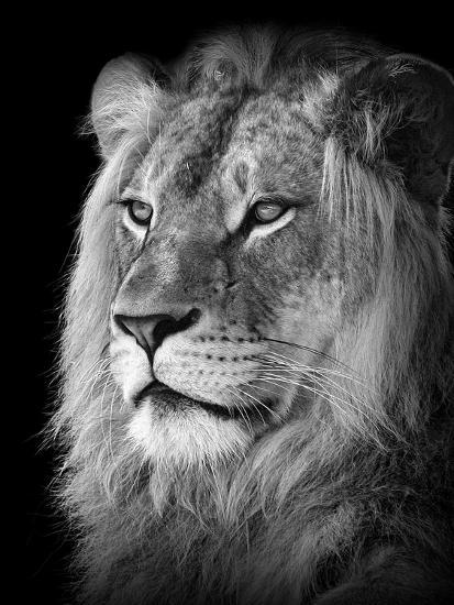 portrait of a lion in black and white photographic print by reinhold