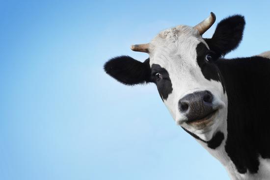 funny smiling black and white cow on blue clear background